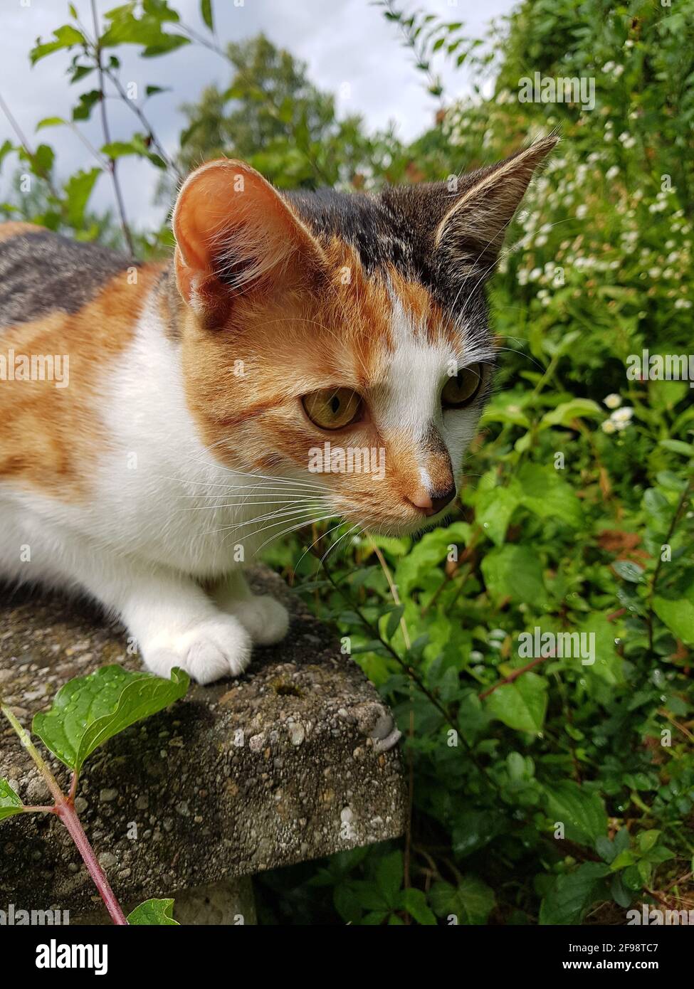 Caccia al gatto per topi Foto Stock