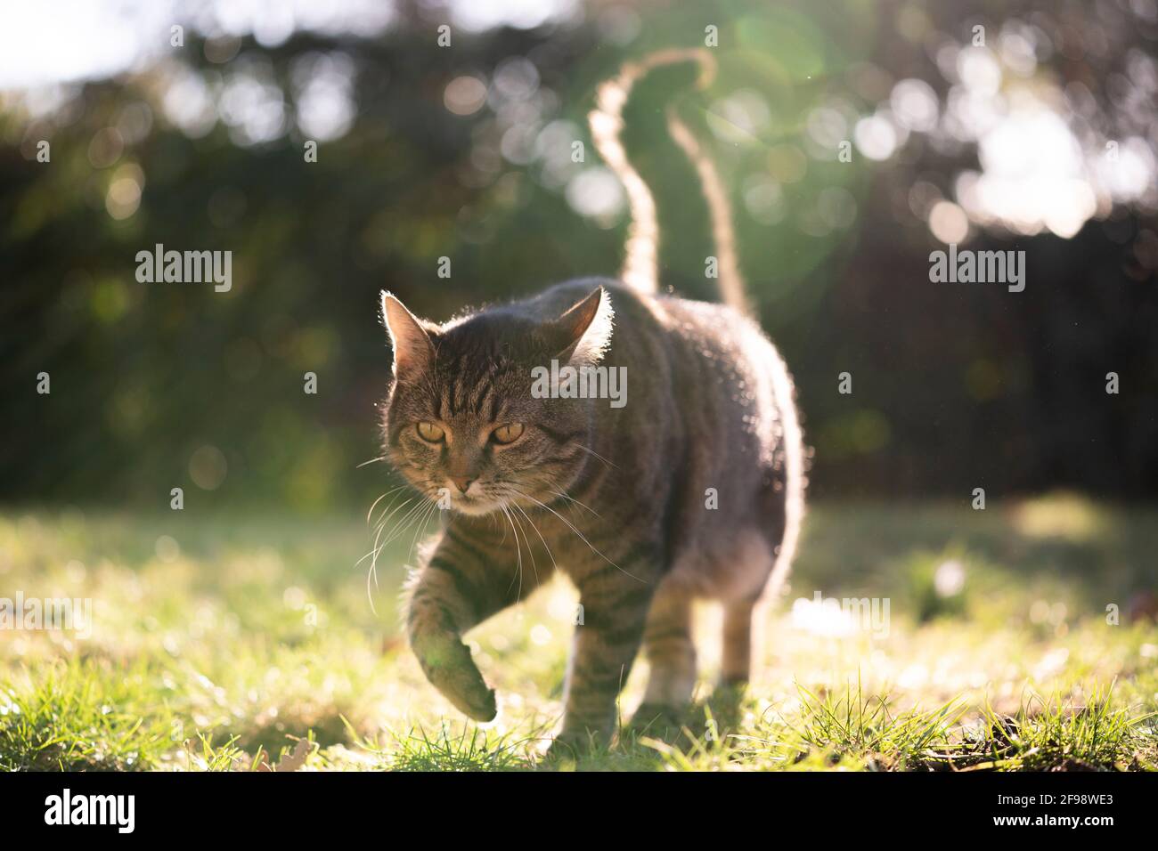 tabby shorthair gatto che cammina su prato soleggiato in controluce all'aperto in natura Foto Stock