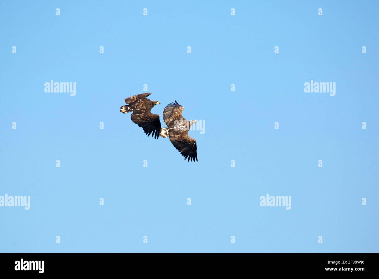 Aquila dalla coda bianca con un giovane uccello in volo sul lago Preetz a Ostholstein. Foto Stock