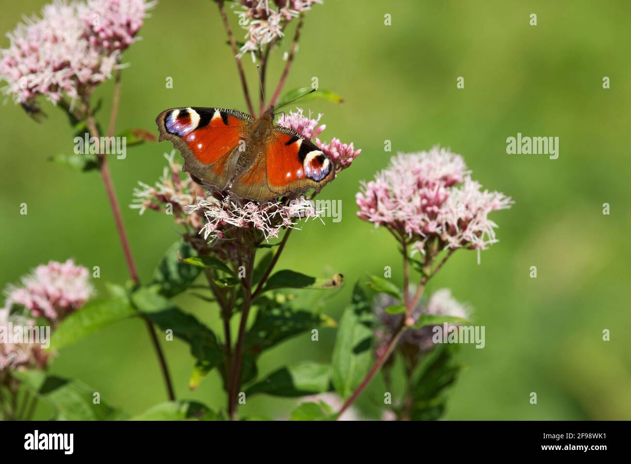 Una farfalla di pavone sui fiori del Wasserdost. Foto Stock