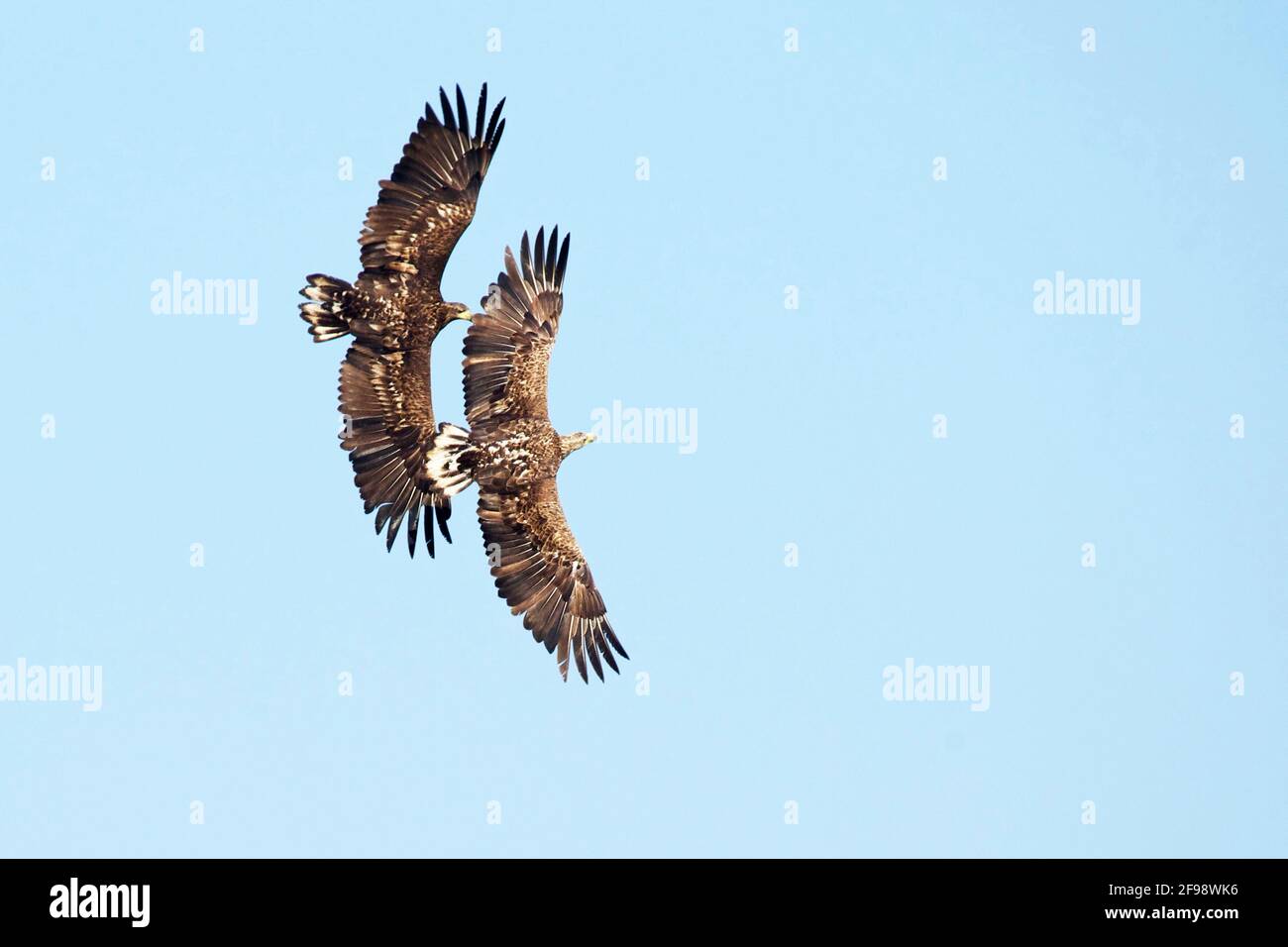 Aquila dalla coda bianca con un giovane uccello in volo sul lago Preetz a Ostholstein. Foto Stock