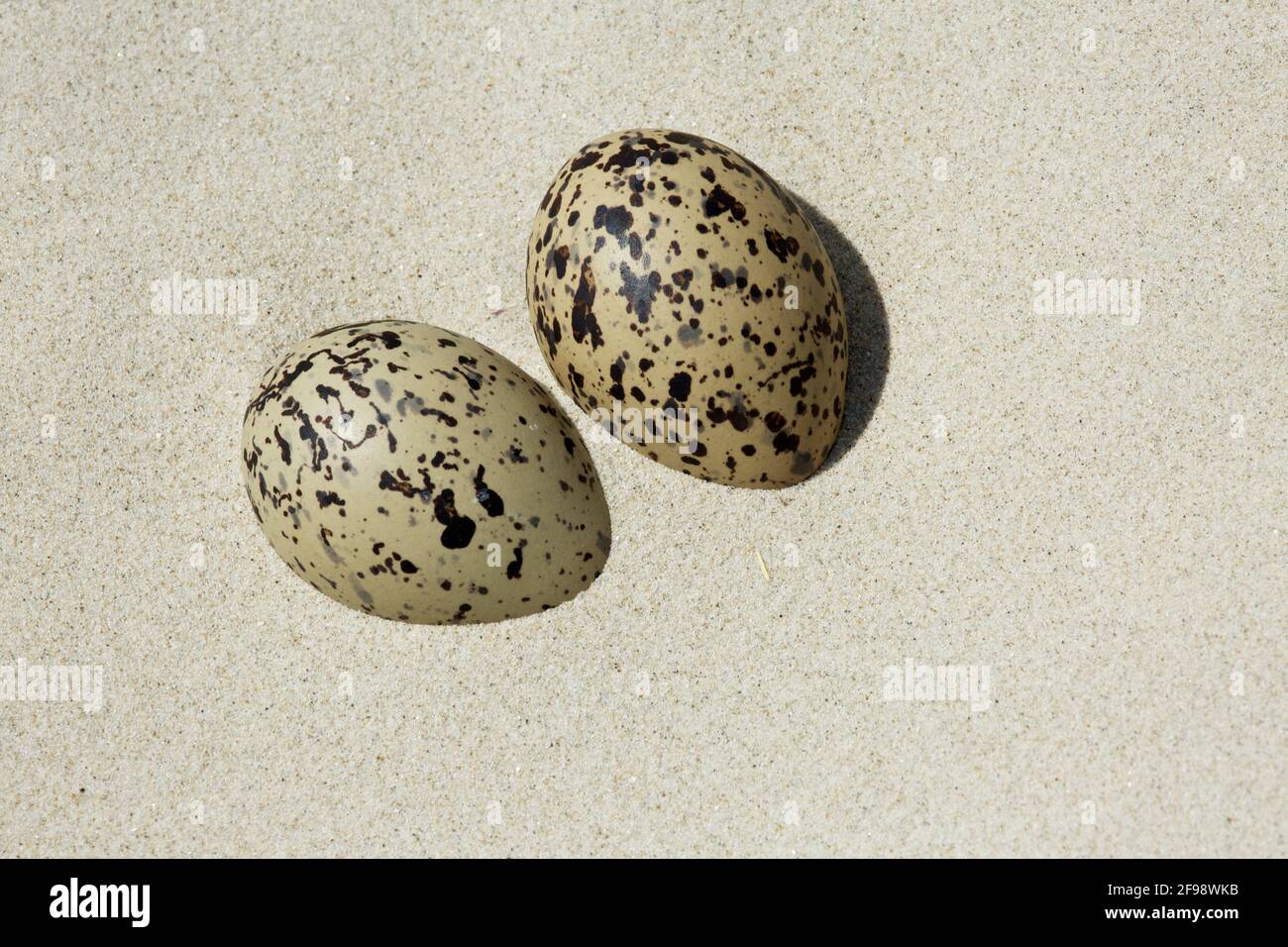 Uova di Oystercatcher nella sabbia sulla spiaggia di Baltrum Isola Foto Stock