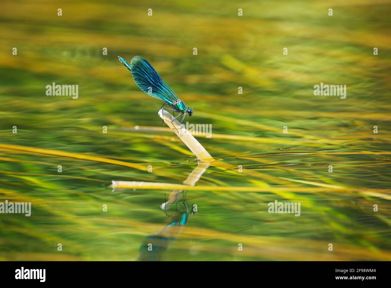 Dragonfly maschio alato blu su una foglia di canna, appena sopra la superficie dell'acqua del fiume Schwentin in Ostholstein. Foto Stock