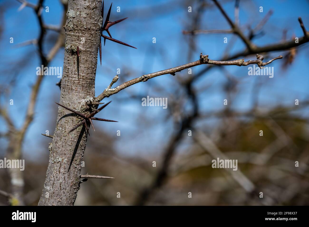 L'albero della locusta Trona, chiamato anche locusta di miele con grandi punte che sporgono dal tronco e dai rami Foto Stock