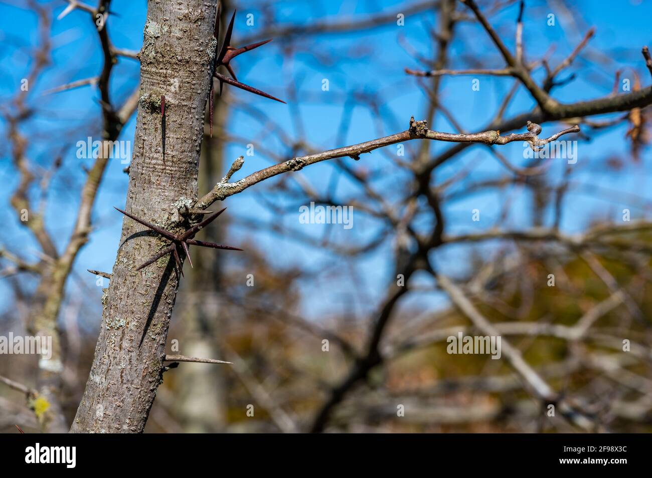 L'albero della locusta Trona, chiamato anche locusta di miele con grandi punte che sporgono dal tronco e dai rami Foto Stock