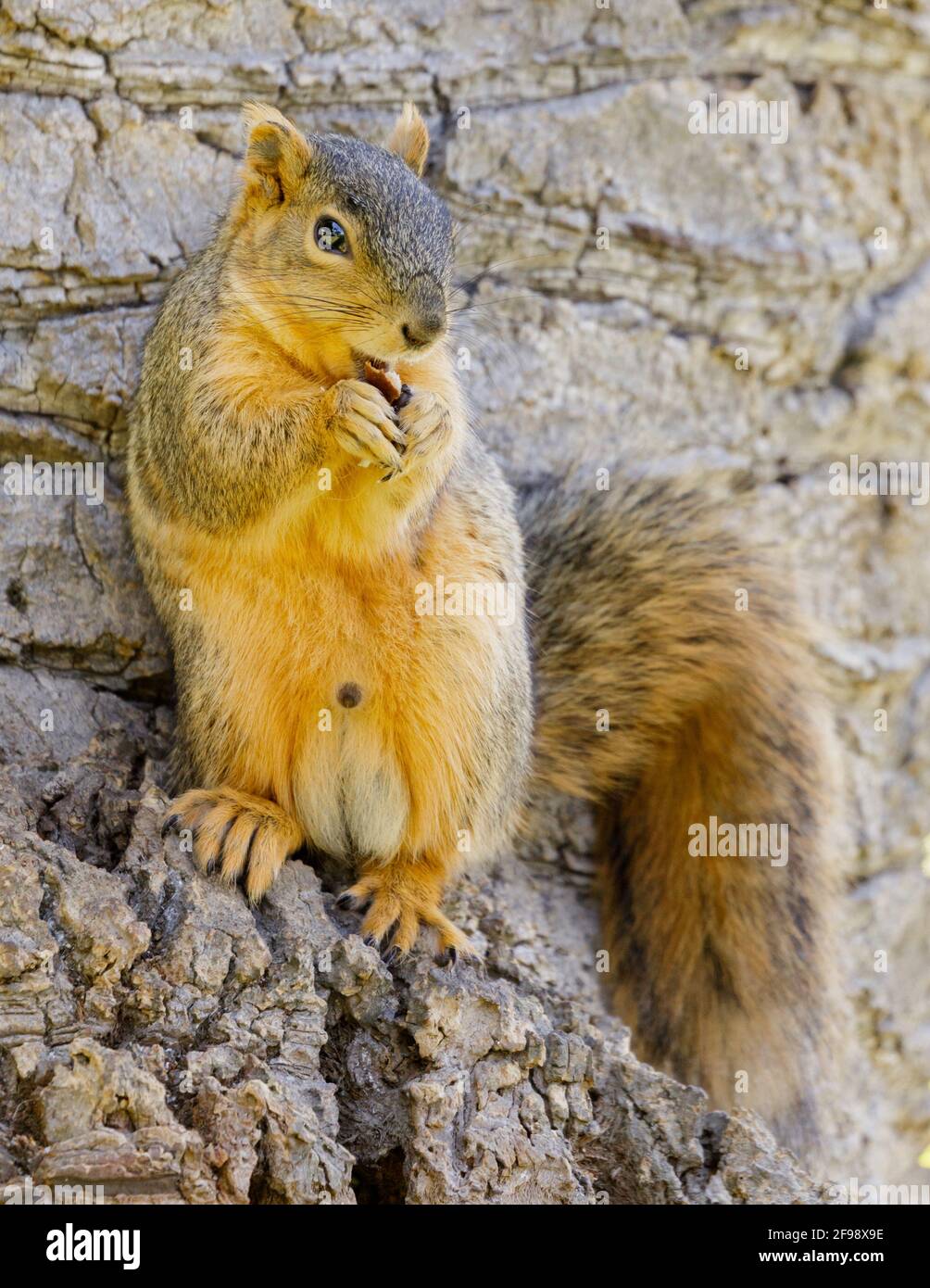 Scoiattolo grigio orientale in piedi sulle sue gambe posteriori e snacking. Santa Clara County, California, Stati Uniti. Foto Stock