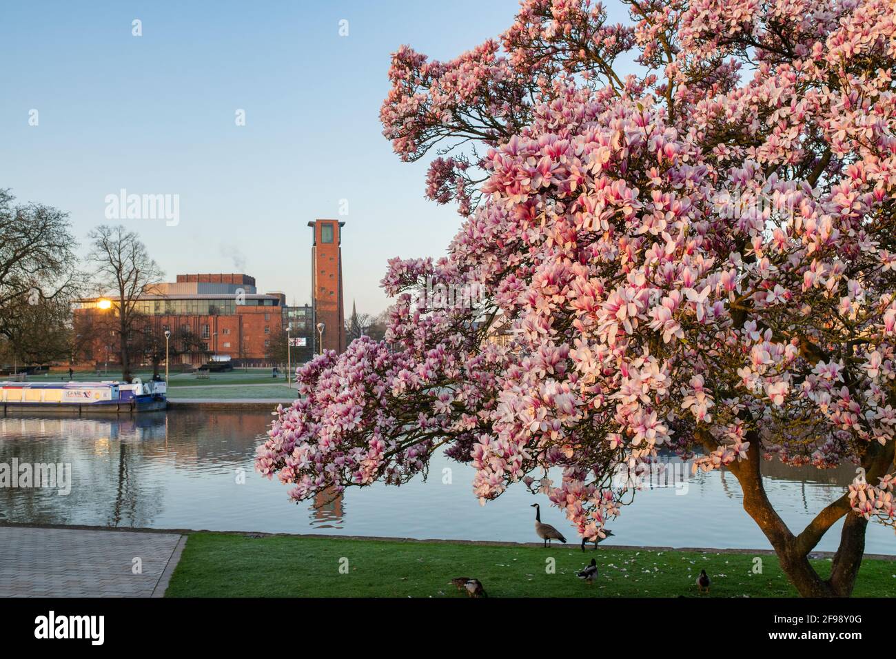 Fiore magnolia albero vicino al fiume avon in primavera all'alba. Stratford Upon Avon, Warwickshire, Inghilterra Foto Stock