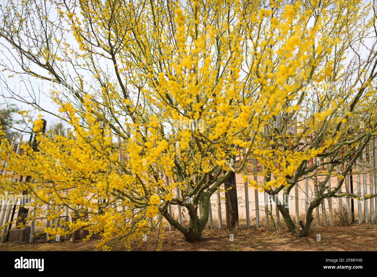 Fiori gialli del palo verde, el espinillo o cinna-cina in primavera. Parkinsonia aculeata, Cercidium Fabaceae, aculeata, spina di Gerusalemme. Nativo di semi-deserto ed ecosistemi desertici, Parksonia florida florida. Numerosi fiori gialli verde bastone. fabaceae albero nativo deserto primavera. Estate a Hermosillo, sonora Messico ..... (Foto di Luis Gutierrez / foto Norte) .... Flores amarillas del arbol palo verde, El espinillo o​ cina-cina por la Primavera. Parkinsonia aculeata, Cercidium Fabaceae, aculeata, ,J errusalem thorn. Nativa de ecosistema semidesertico y desertico.Parkinsons Foto Stock