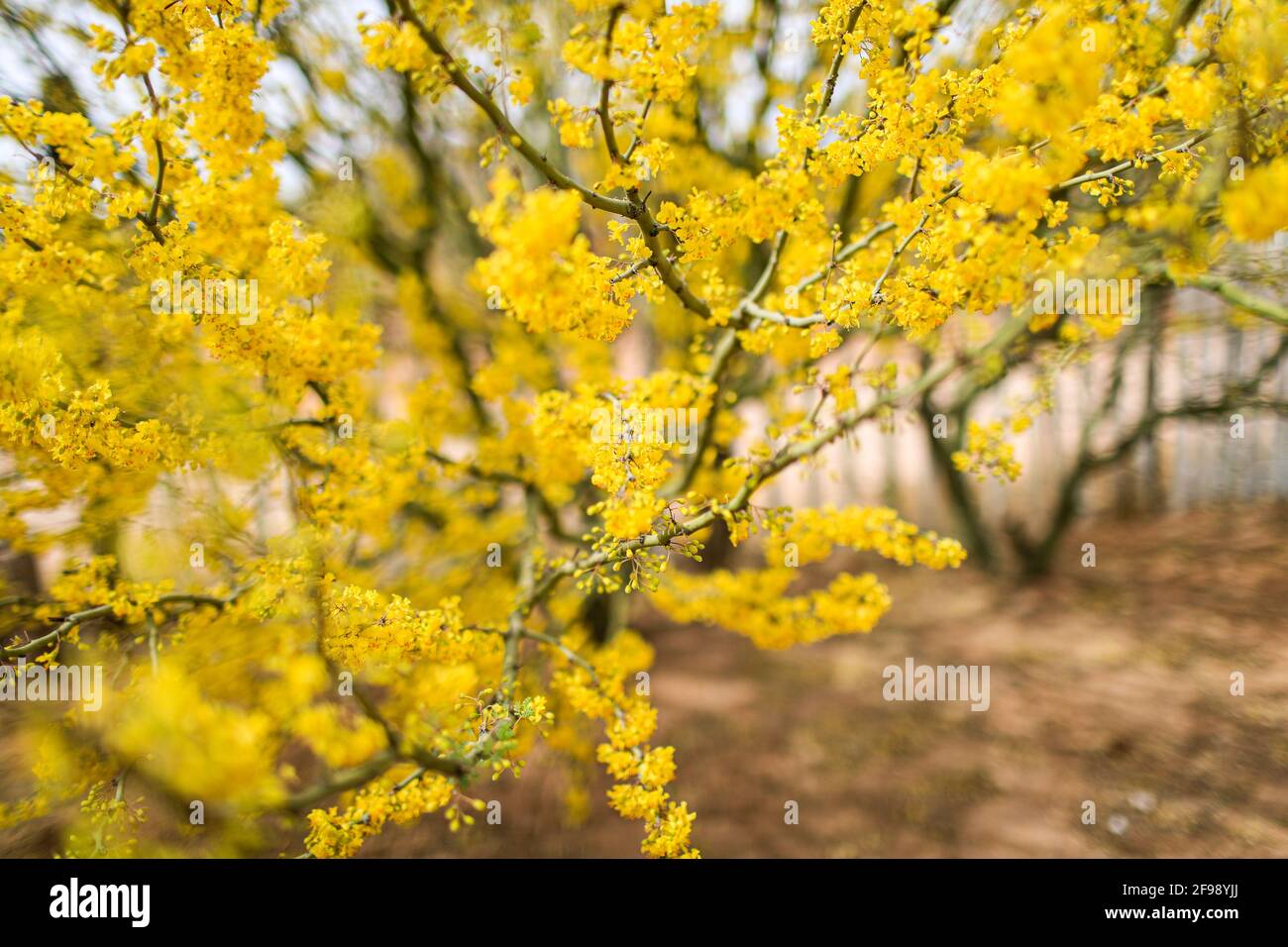 Parkinsonia Aculeata L. - Portale Della Flora Di Roma - Foto 7