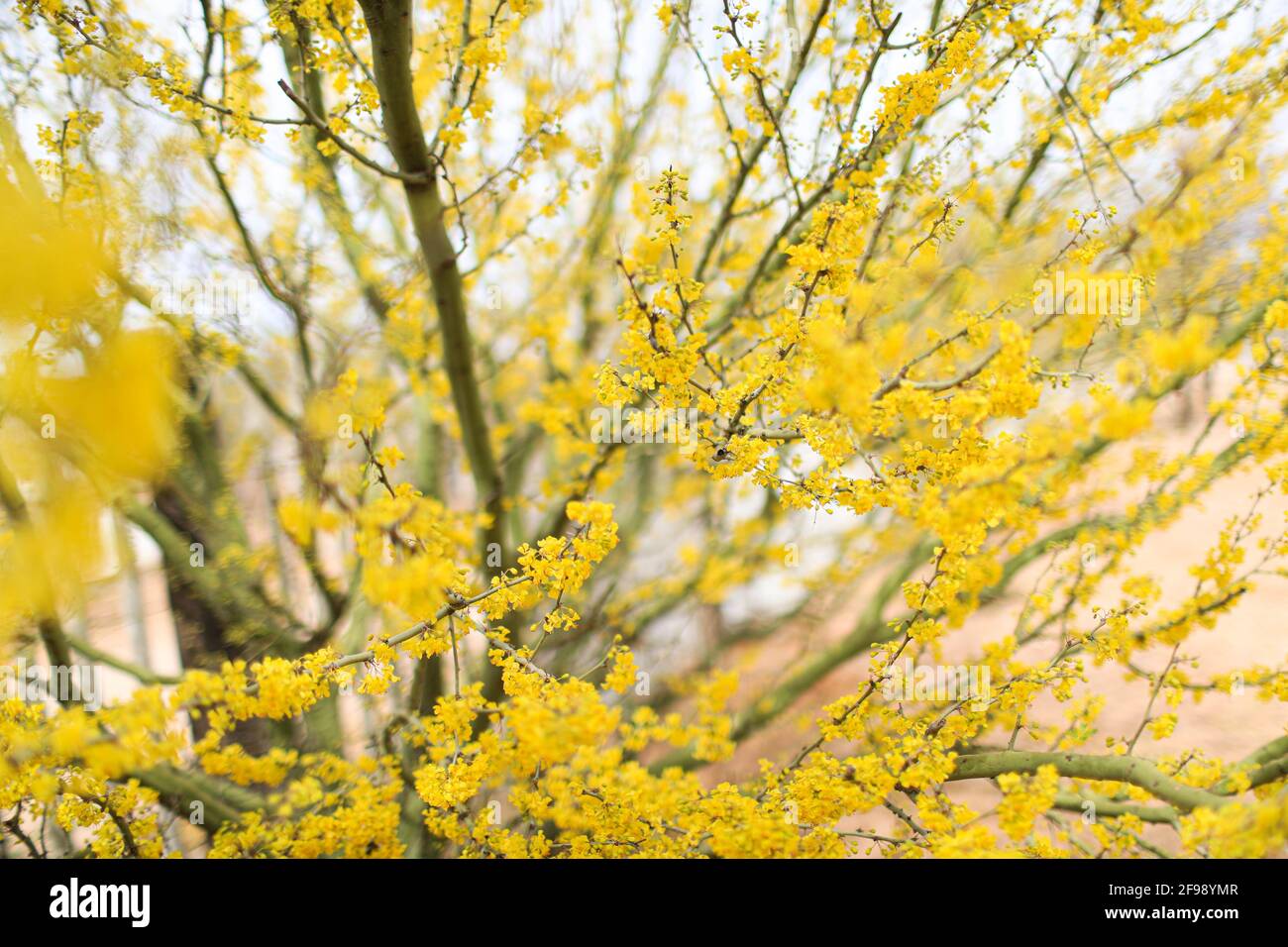 Fiori gialli del palo verde, el espinillo o cinna-cina in primavera. Parkinsonia aculeata, Cercidium Fabaceae, aculeata, spina di Gerusalemme. Nativo di semi-deserto ed ecosistemi desertici, Parksonia florida florida. Numerosi fiori gialli verde bastone. fabaceae albero nativo deserto primavera. Estate a Hermosillo, sonora Messico ..... (Foto di Luis Gutierrez / foto Norte) .... Flores amarillas del arbol palo verde, El espinillo o​ cina-cina por la Primavera. Parkinsonia aculeata, Cercidium Fabaceae, aculeata, ,J errusalem thorn. Nativa de ecosistema semidesertico y desertico.Parkinsons Foto Stock