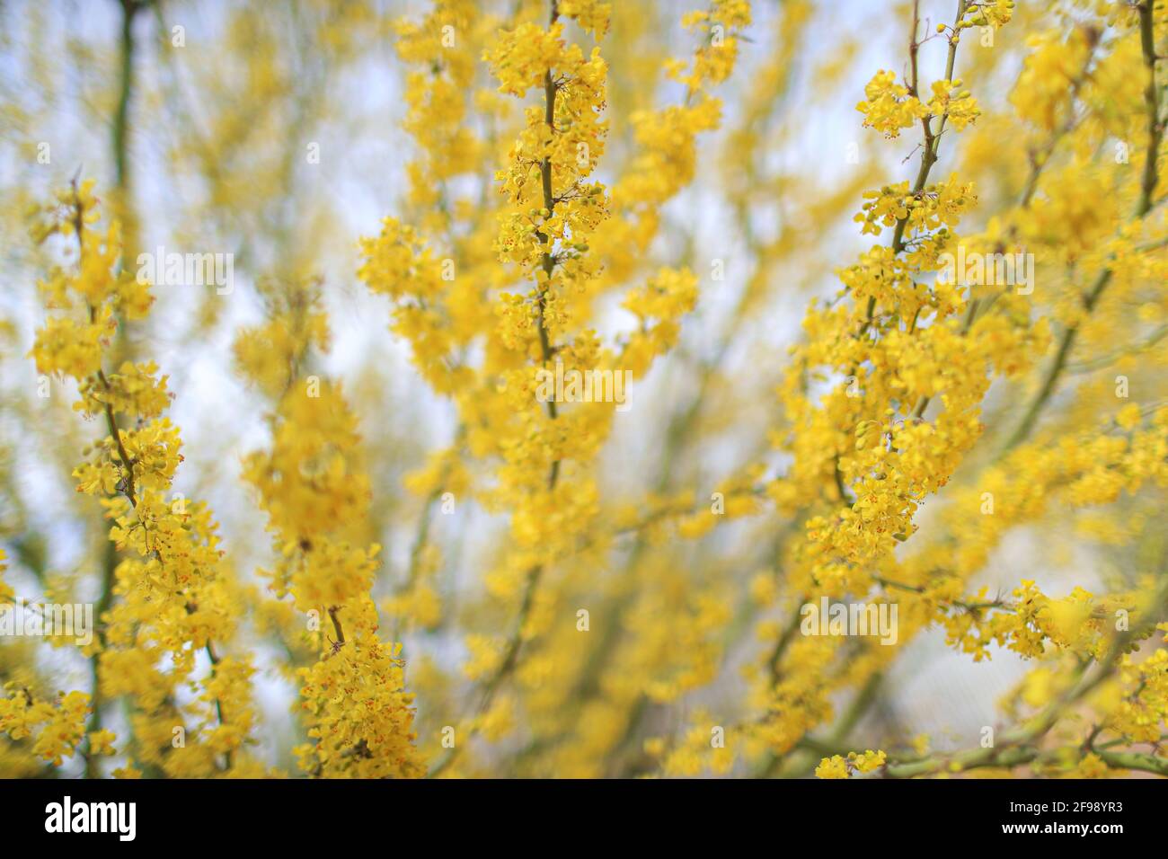 Fiori gialli del palo verde, el espinillo o cinna-cina in primavera. Parkinsonia aculeata, Cercidium Fabaceae, aculeata, spina di Gerusalemme. Nativo di semi-deserto ed ecosistemi desertici, Parksonia florida florida. Numerosi fiori gialli verde bastone. fabaceae albero nativo deserto primavera. Estate a Hermosillo, sonora Messico ..... (Foto di Luis Gutierrez / foto Norte) .... Flores amarillas del arbol palo verde, El espinillo o​ cina-cina por la Primavera. Parkinsonia aculeata, Cercidium Fabaceae, aculeata, ,J errusalem thorn. Nativa de ecosistema semidesertico y desertico.Parkinsons Foto Stock