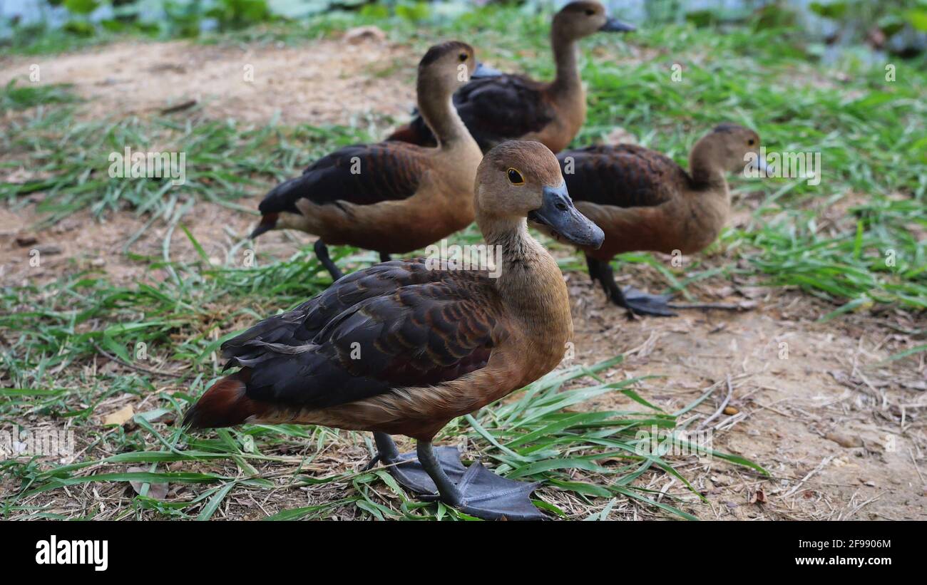 Gruppo di anatra fischiante Lesser in piedi su terra sterrata al lago, quattro anatre marroni sul prato, uccello d'acqua al Parco Nazionale Khao Sam Roi Yot Foto Stock