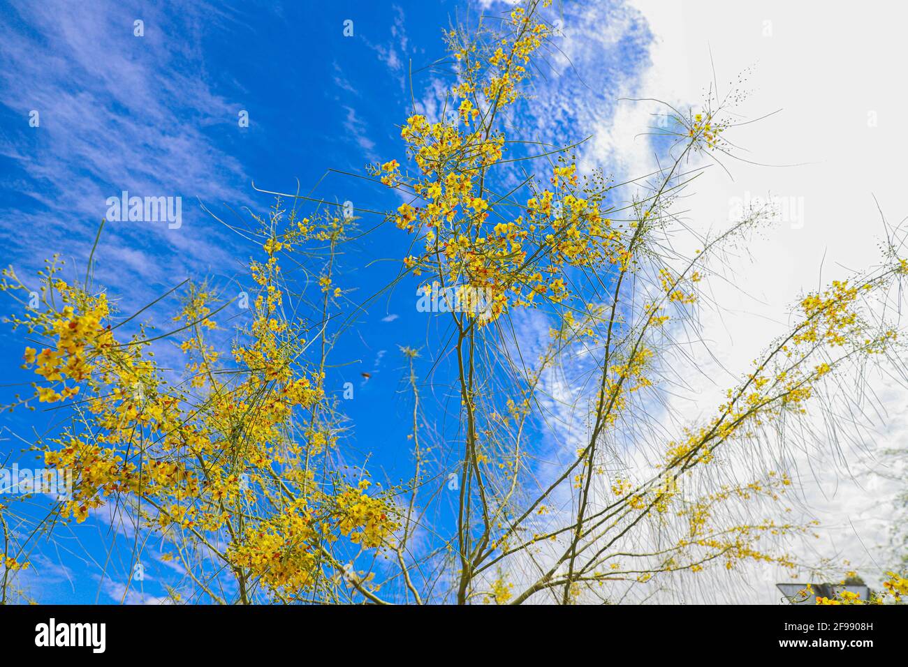 Cielo blu e fiori gialli del palo verde, El espinillo o cinna-cina in primavera. Parkinsonia aculeata, Cercidium Fabaceae, aculeata, spina di Gerusalemme. Nativo di semi-deserto ed ecosistemi desertici, Parksonia florida florida. Numerosi fiori gialli verde bastone. fabaceae albero nativo deserto primavera. Estate a Hermosillo, sonora Messico ..... (Foto di Luis Gutierrez / foto Norte) .... Cielo azul y flores amarillas del arbol palo verde, El espinillo o​ cina-cina por la Primavera. Parkinsonia aculeata, Cercidium Fabaceae, aculeata, ,J errusalem thorn. Nativa de ecosistema semidesértico y Foto Stock