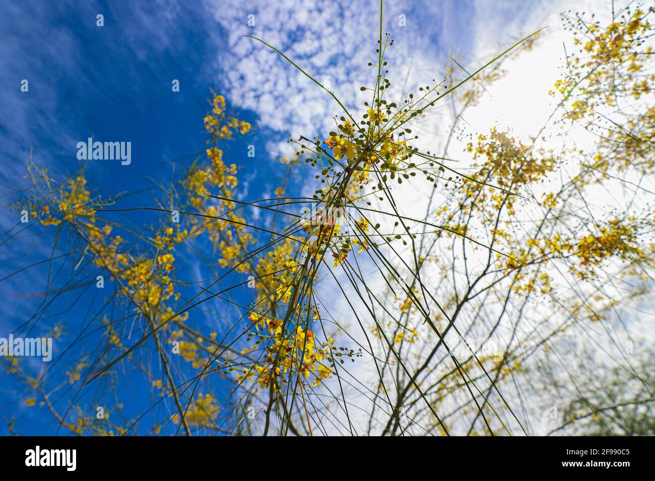 Cielo blu e fiori gialli del palo verde, El espinillo o cinna-cina in primavera. Parkinsonia aculeata, Cercidium Fabaceae, aculeata, spina di Gerusalemme. Nativo di semi-deserto ed ecosistemi desertici, Parksonia florida florida. Numerosi fiori gialli verde bastone. fabaceae albero nativo deserto primavera. Estate a Hermosillo, sonora Messico ..... (Foto di Luis Gutierrez / foto Norte) .... Cielo azul y flores amarillas del arbol palo verde, El espinillo o​ cina-cina por la Primavera. Parkinsonia aculeata, Cercidium Fabaceae, aculeata, ,J errusalem thorn. Nativa de ecosistema semidesértico y Foto Stock