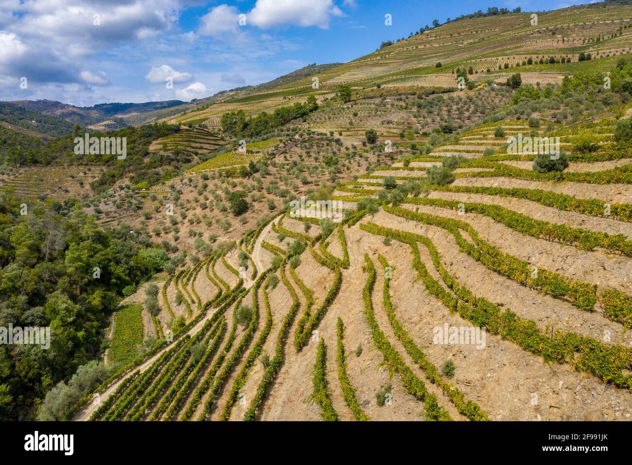 I vigneti della Valle del Douro in Portogallo - la terra di vino di porto famoso Foto Stock
