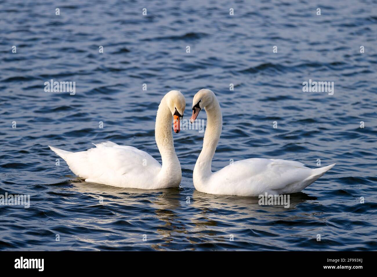 Due cigni mute (Cygnus olor) piscina sul Reno, Germania, Foto Stock