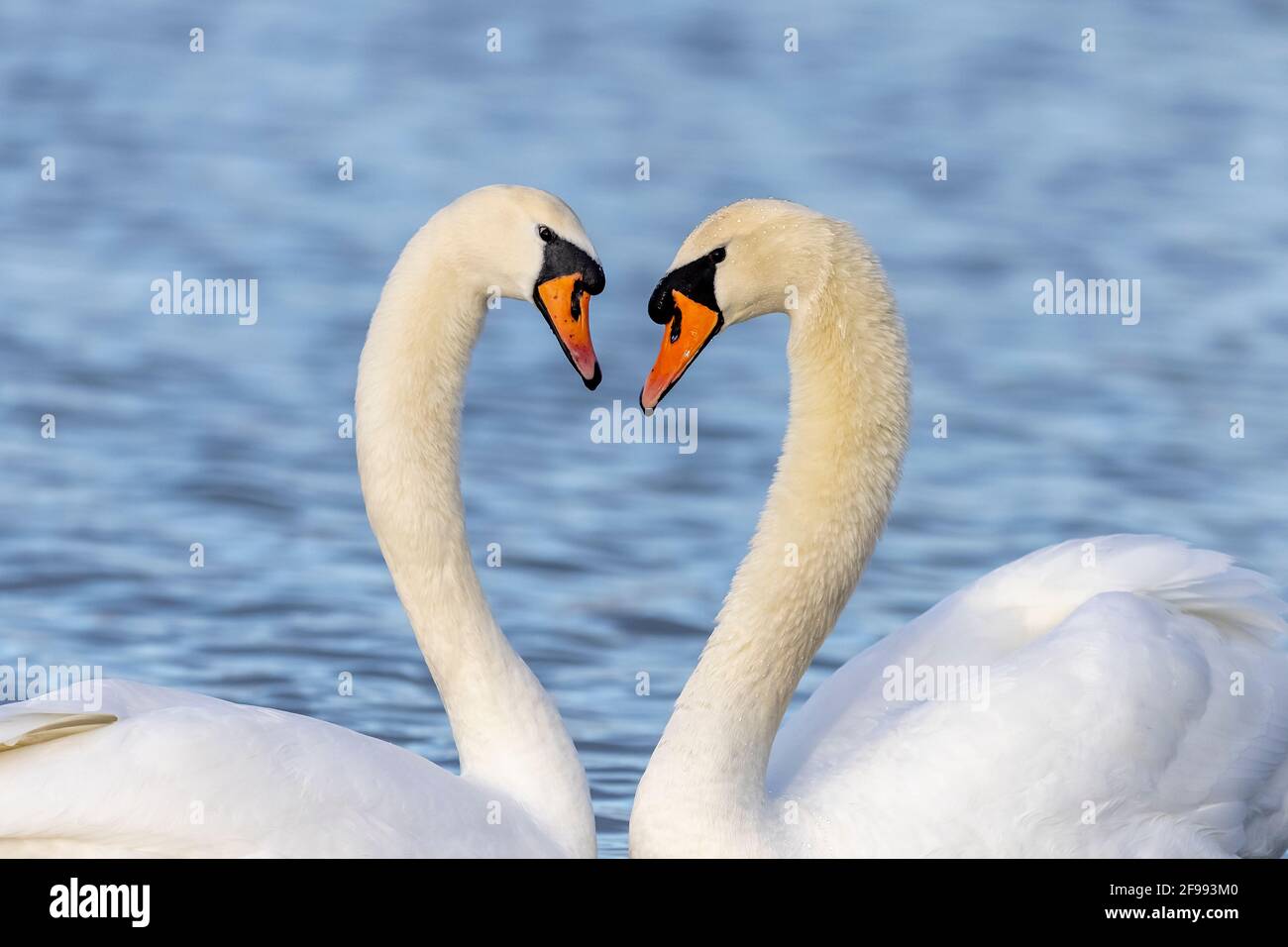 Due cigni mute (Cygnus olor) piscina sul Reno, Germania, Foto Stock