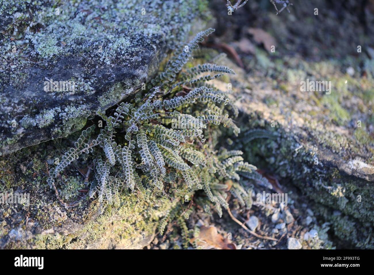Felce striata con gambo bruno (Asplenium tricomanes) in un muro di pietra asciutto dopo il gelo Foto Stock