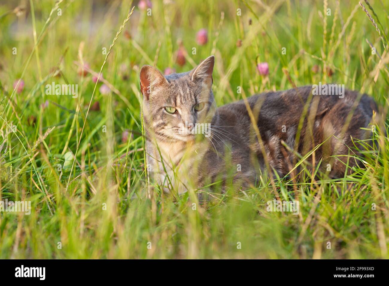 Il gatto tabby grigio giace nell'erba profonda nel sole serale Foto Stock