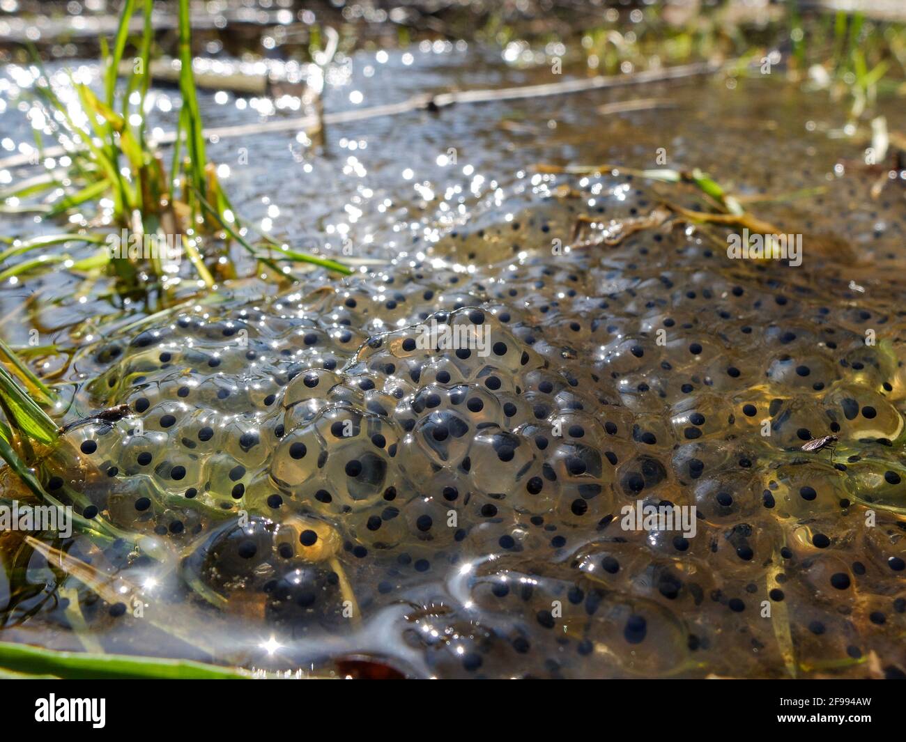Comune rana in acque poco profonde in primavera (Rana temporaria) Foto Stock