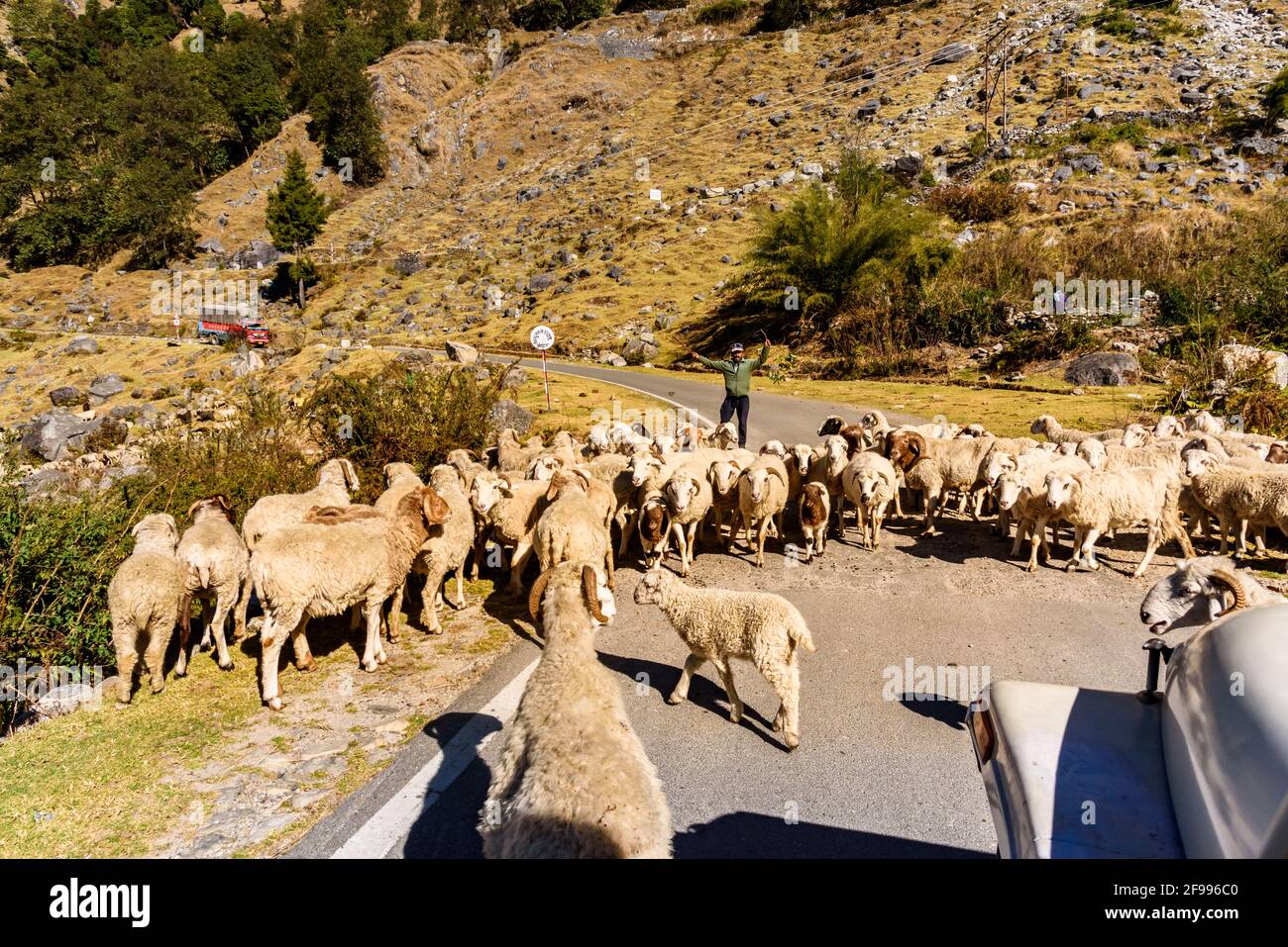 PITHORAGARH, INDIA - NOVEMBRE, 2018: Strada montana curvilinea con gregge di pecore che cammina sulla strada di montagna attraverso il paesaggio alpino in Uttarakhand, Foto Stock