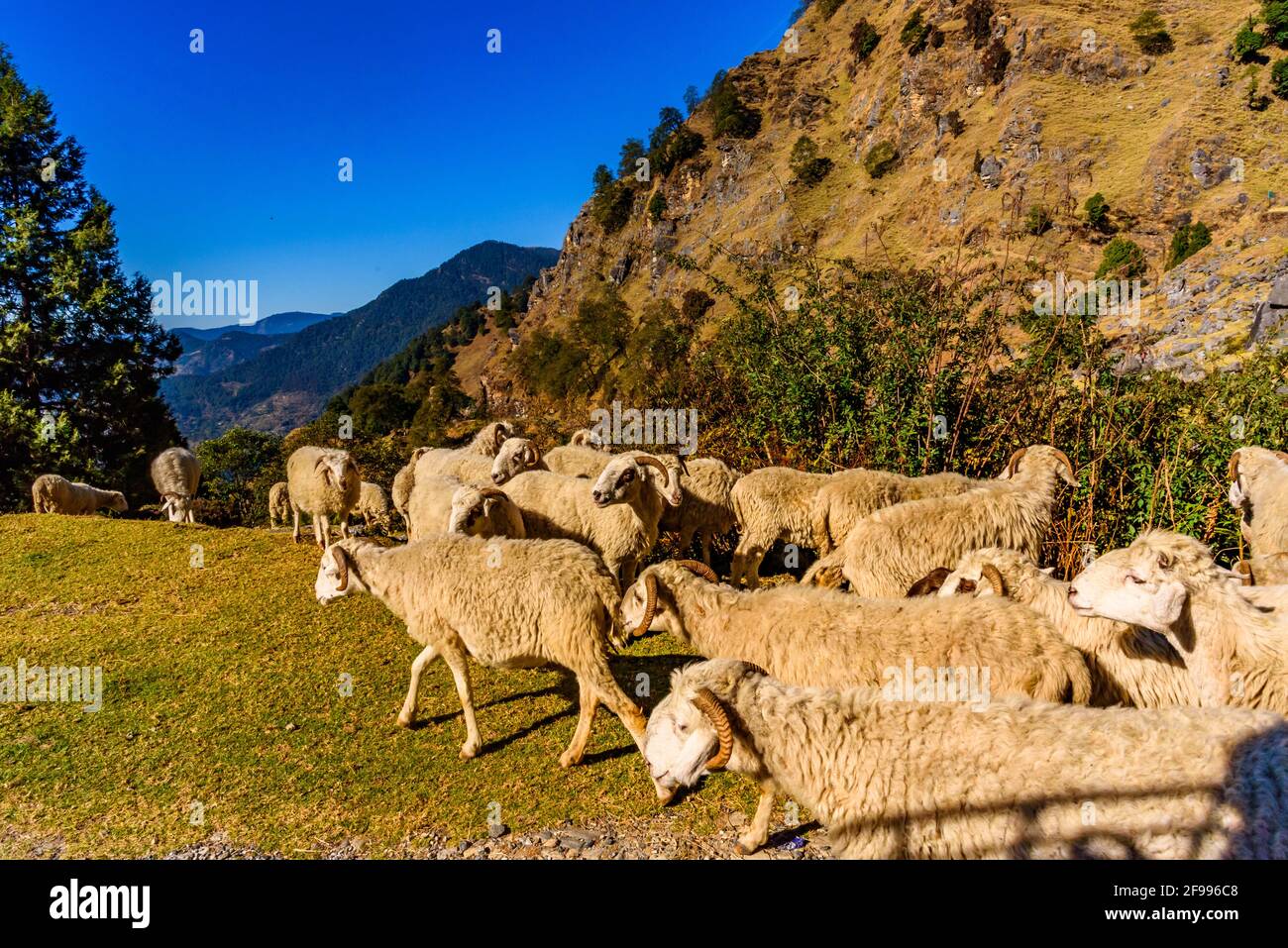 Vista dalla strada collinare curvy montagna con gregge di pecore che cammina sulla strada di montagna attraverso il paesaggio alpino a Uttarakhand, India. Foto Stock