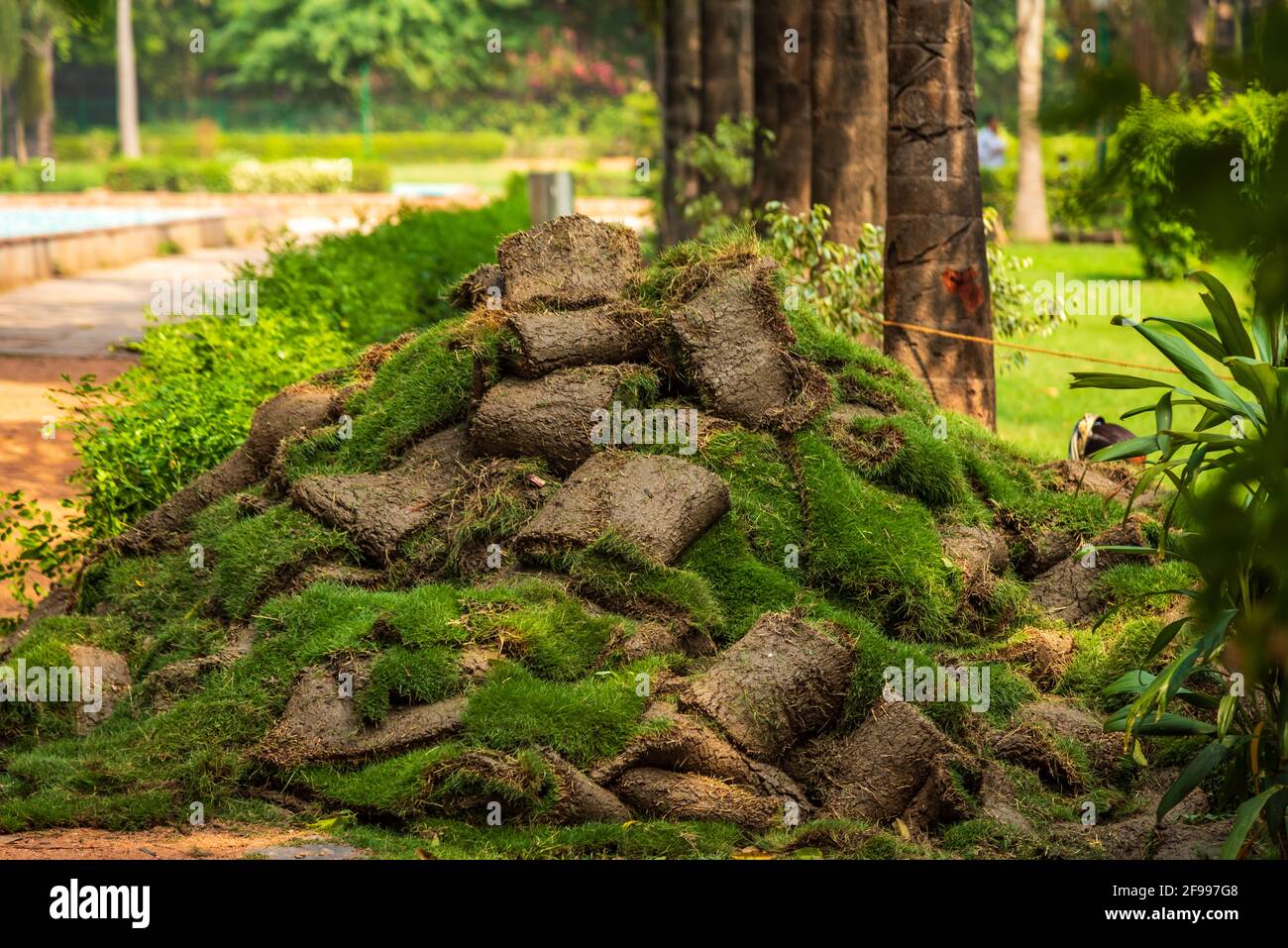 Mucchio di erba verde turf Rolls per il parco distrettuale a Delhi, India. Foto Stock