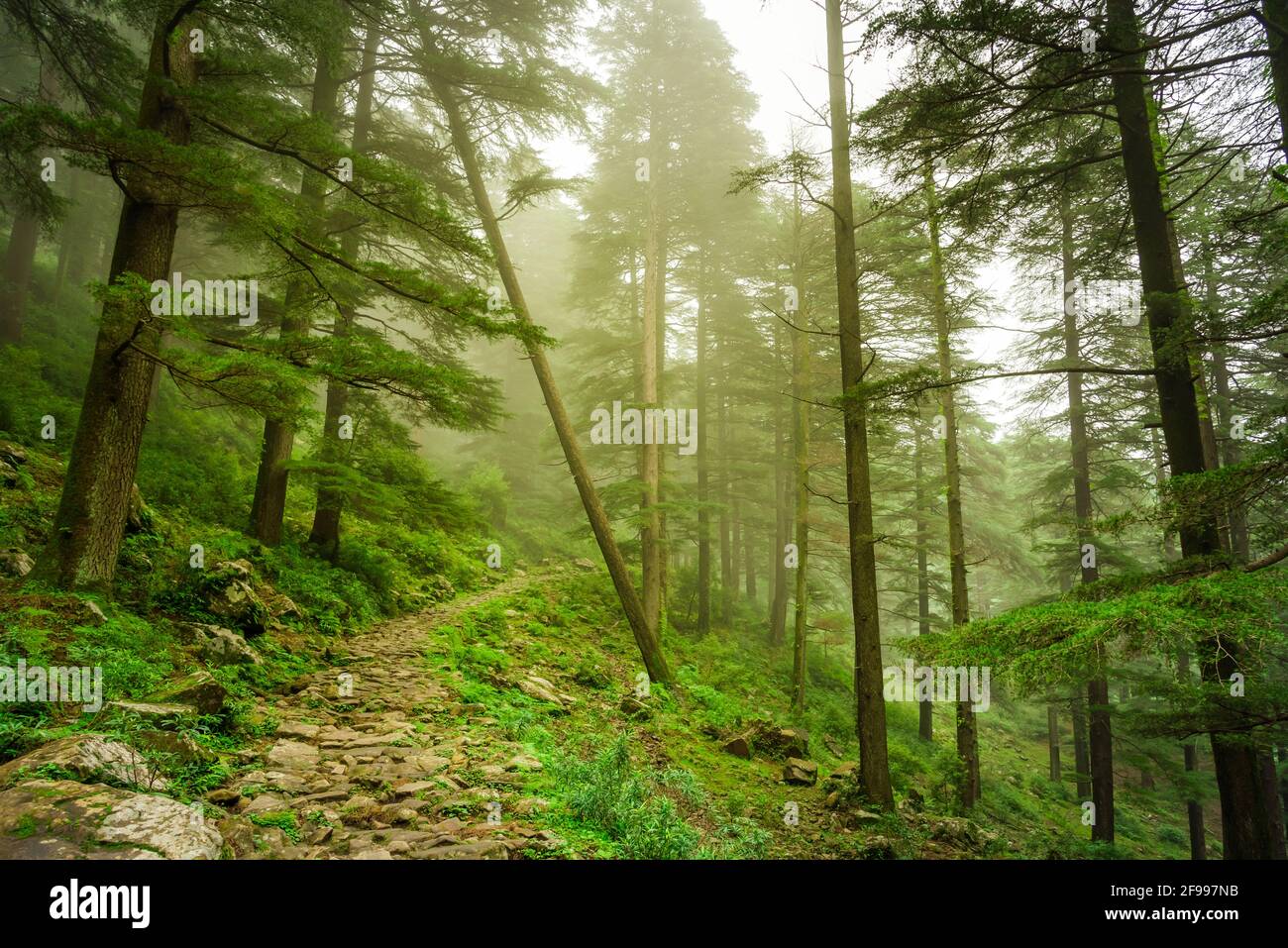 Vista enroute a Triund trekking a Mcleodganj, Dhramshala, Himachal Pradesh, India. Foto Stock