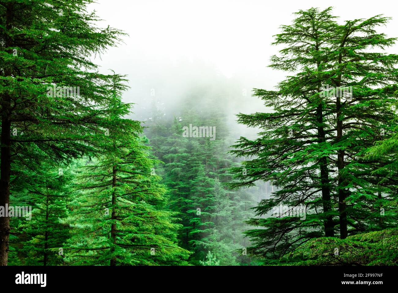 Ammira il percorso per il sentiero escursionistico Triund attraverso il lussureggiante paesaggio verde a Mcleod ganj, Dharamsala, Himachal Pradesh, India. La cima della collina di Triund offre la vista di h Foto Stock