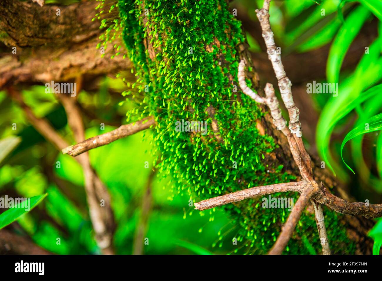 Una felce è un membro di un gruppo di piante vascolari che si riproducono attraverso spore. Albero felci un primitivo epifita felci nell'ordine Cyatheales cresce su un Foto Stock
