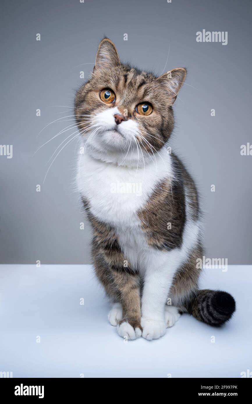 studio di un simpatico gatto tabby bianco britannico shorthair testa  inclinabile che guarda la fotocamera Foto stock - Alamy