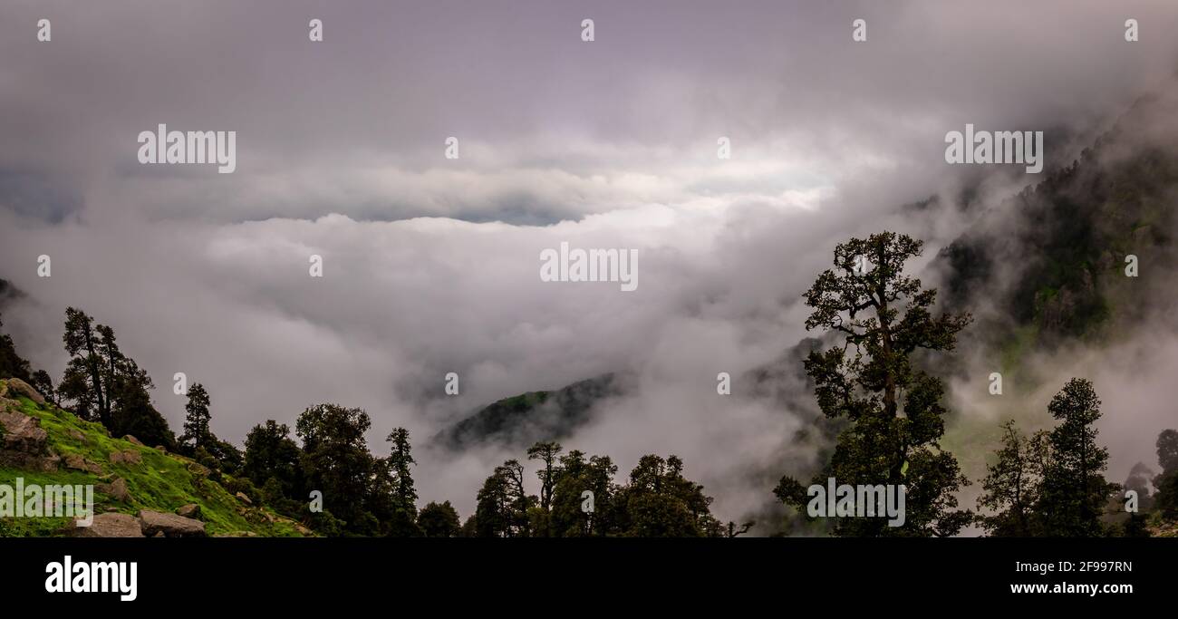 Pendio di montagna boschivo con le conifere sempreverde avvolte nella nebbia in una vista panoramica paesaggio a Mcleod ganj, Himachal Pradesh, India. Foto Stock