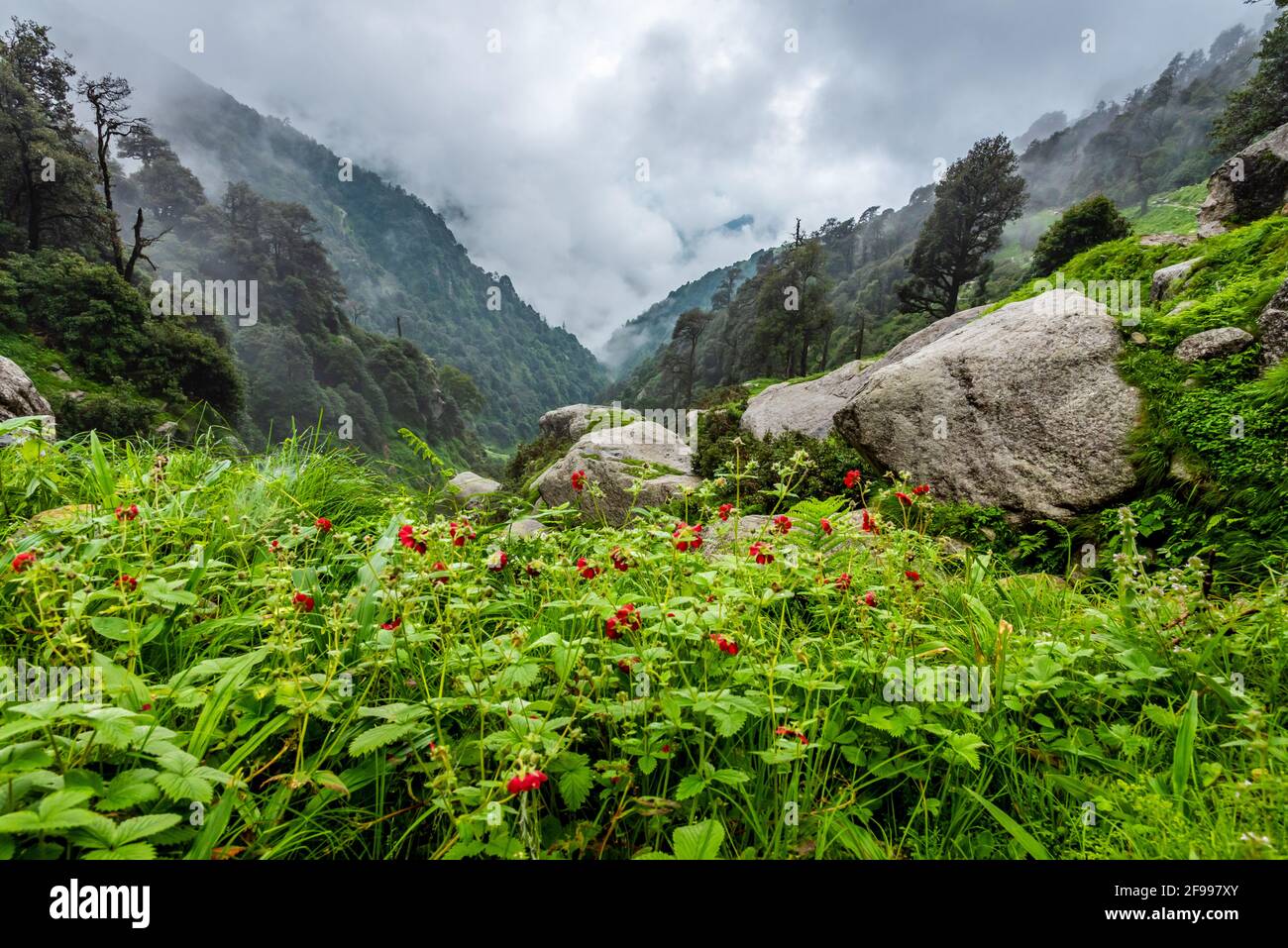 Fuoco selettivo fiori prato, bella mattina fresca con rugiada su petali ad alta quota regione alpina di himalaya al Triund Trail Himachal Prades Foto Stock