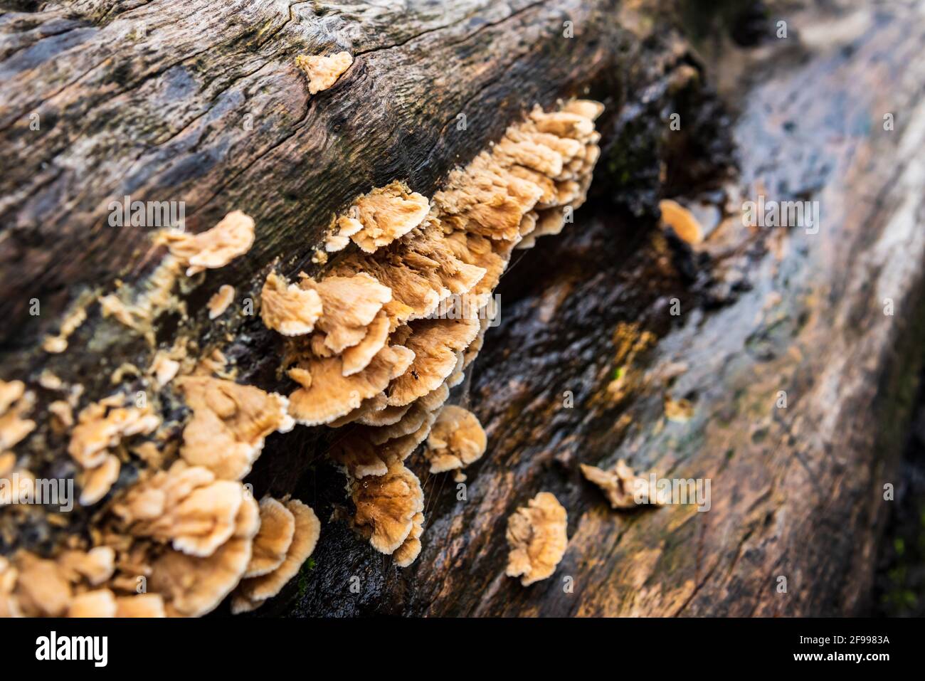 I polipori sono un gruppo di funghi che abitano tronchi di alberi o rami che consumano il legno. Essi svolgono un ruolo significativo nel ciclo dei nutrienti e diossi di carbonio Foto Stock