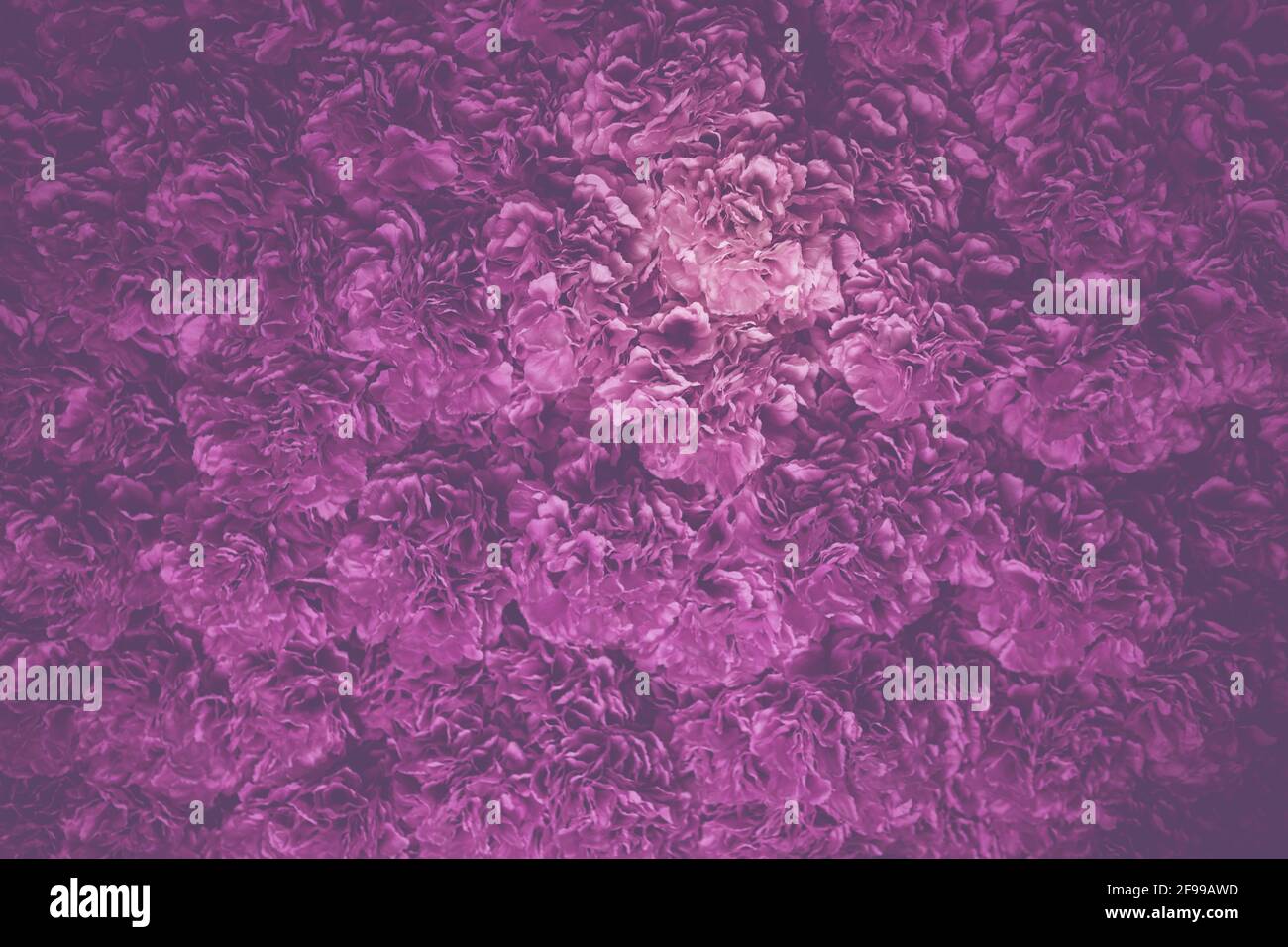Mare di fiori in viola rosa - molti fiori vicino insieme Foto Stock