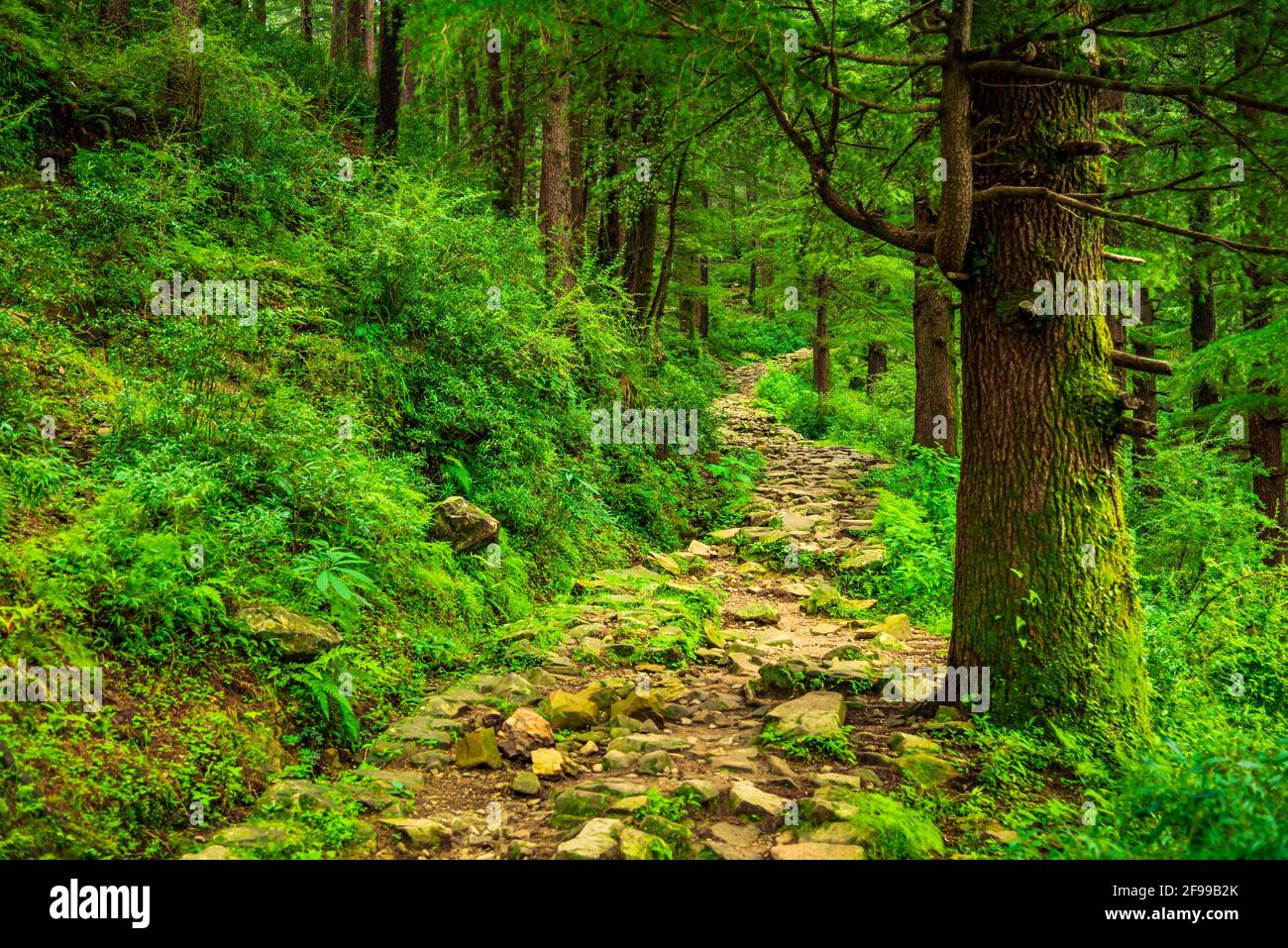 Vista enroute a Triund trekking a Mcleodganj, Dhramshala, Himachal Pradesh, India. Foto Stock