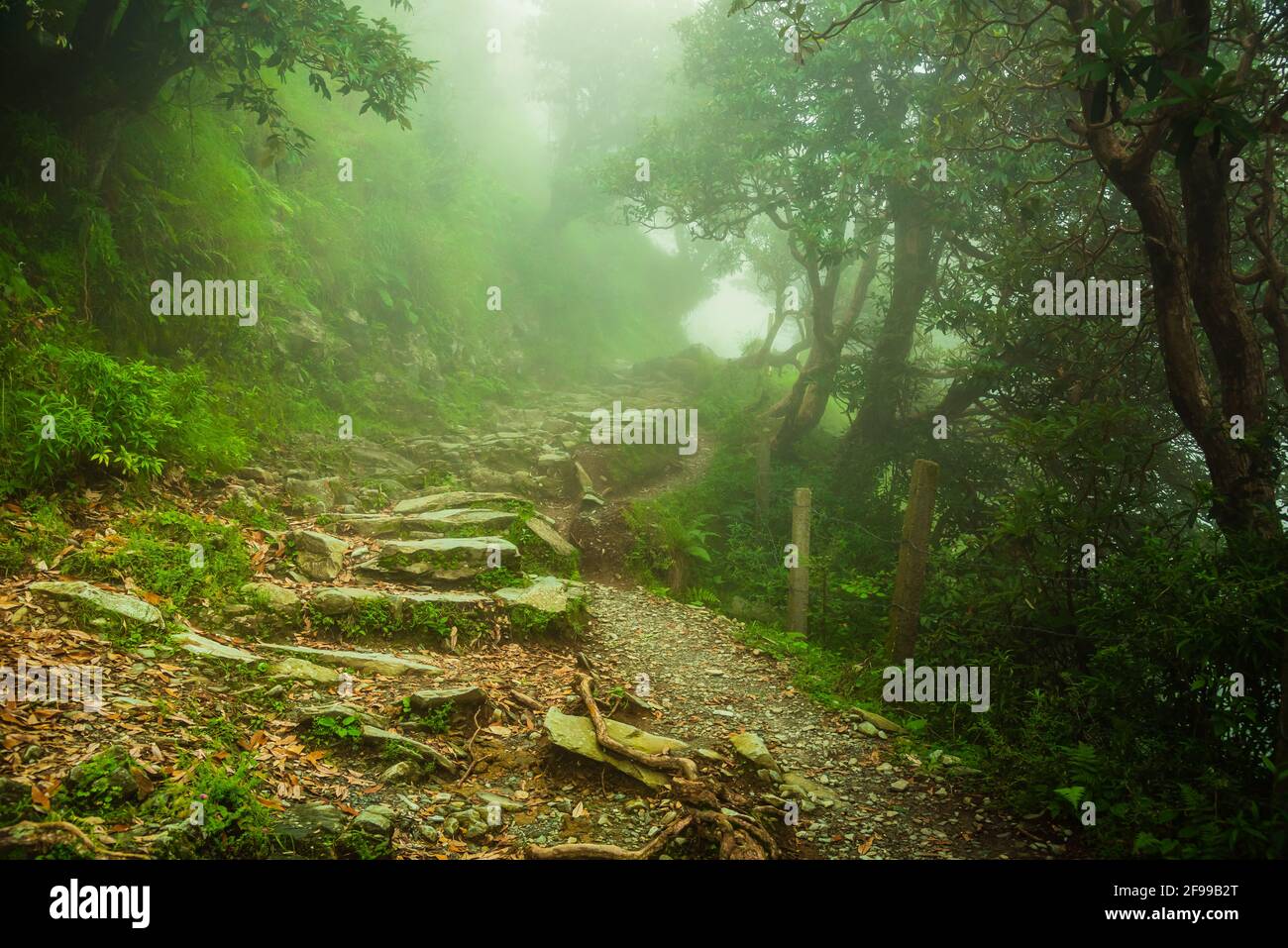 Ammira il percorso per il sentiero escursionistico Triund attraverso il lussureggiante paesaggio verde a Mcleod ganj, Dharamsala, Himachal Pradesh, India. La cima della collina di Triund offre la vista di h Foto Stock