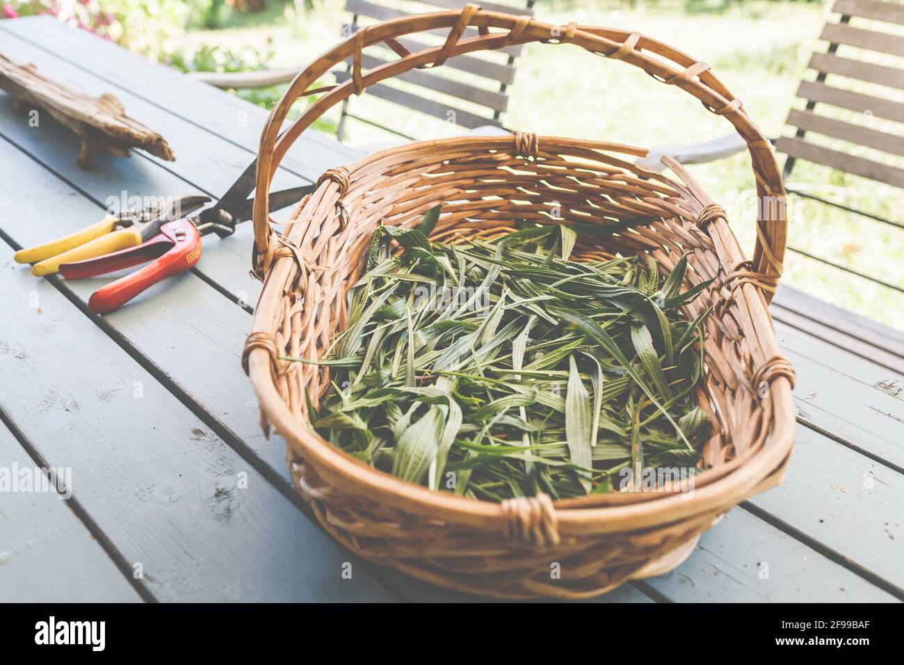 Ribwort plantain - un'erba medicinale che mitiga l'irritazione, può essere usato, per esempio, come un tè in naturopatia (Plantago lanceolata), kernelwort, foglia polmonare, lingua serpente Foto Stock