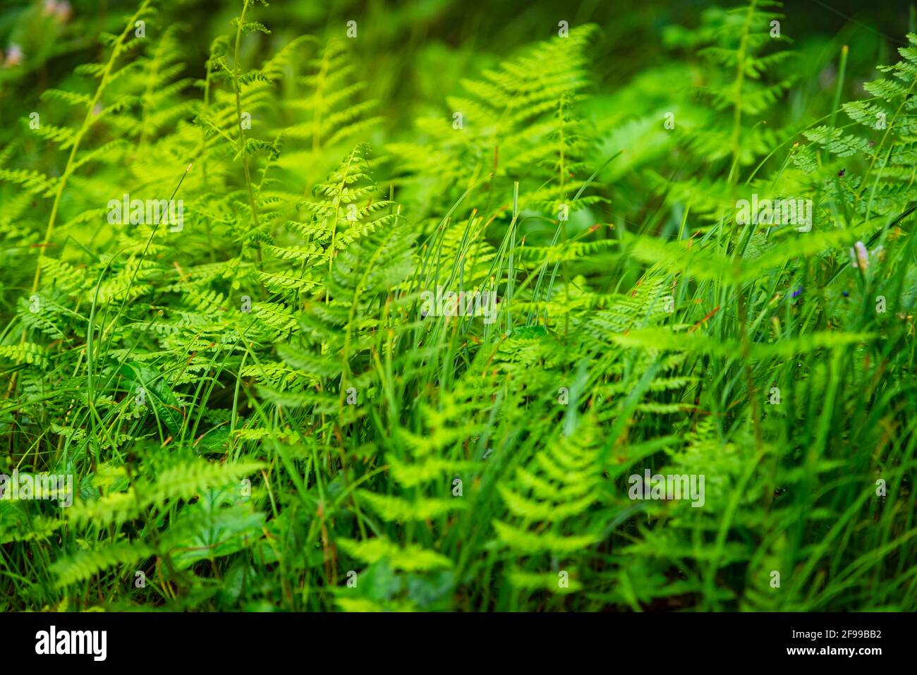 Una felce è un membro di un gruppo di piante vascolari che si riproducono attraverso spore. Albero felci un primitivo epifita felci nell'ordine Cyatheales cresce su un Foto Stock