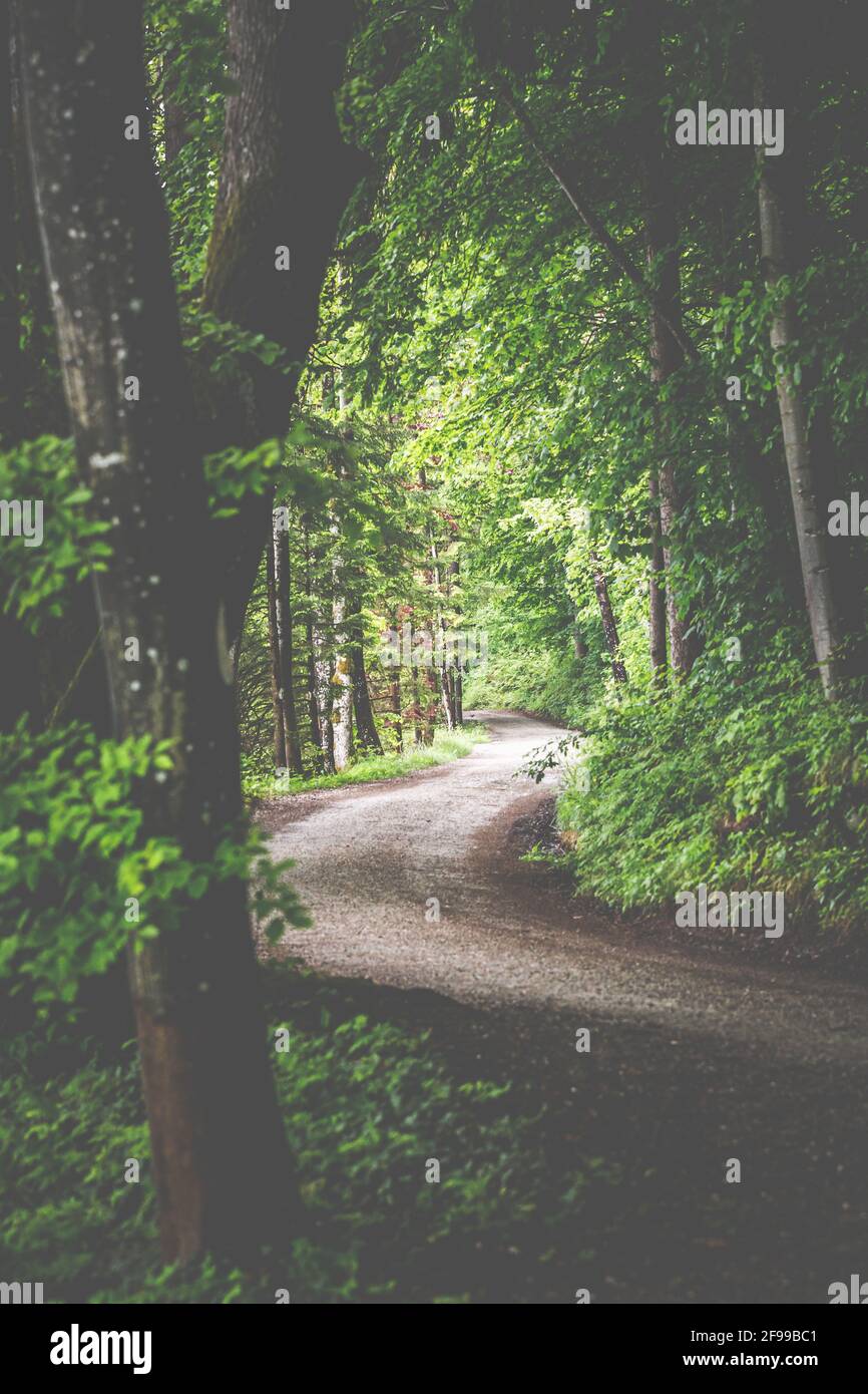 Il percorso sotto gli alberi, sentiero forestale in estate Foto Stock