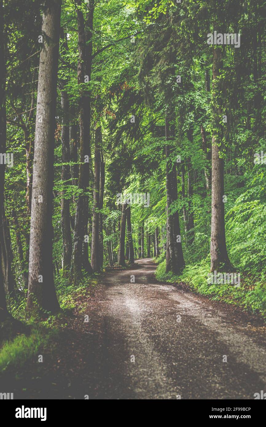 Il percorso sotto gli alberi, sentiero forestale in estate Foto Stock
