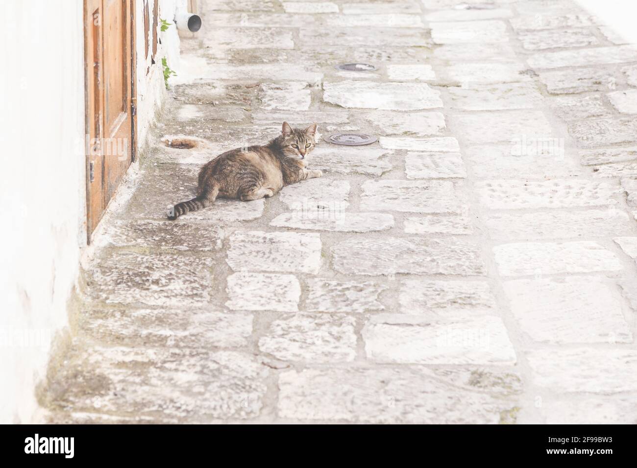 Un gatto tabby gode dell'ombra in un vicolo di Ostuni, la città bianca dell'Italia meridionale. Foto Stock