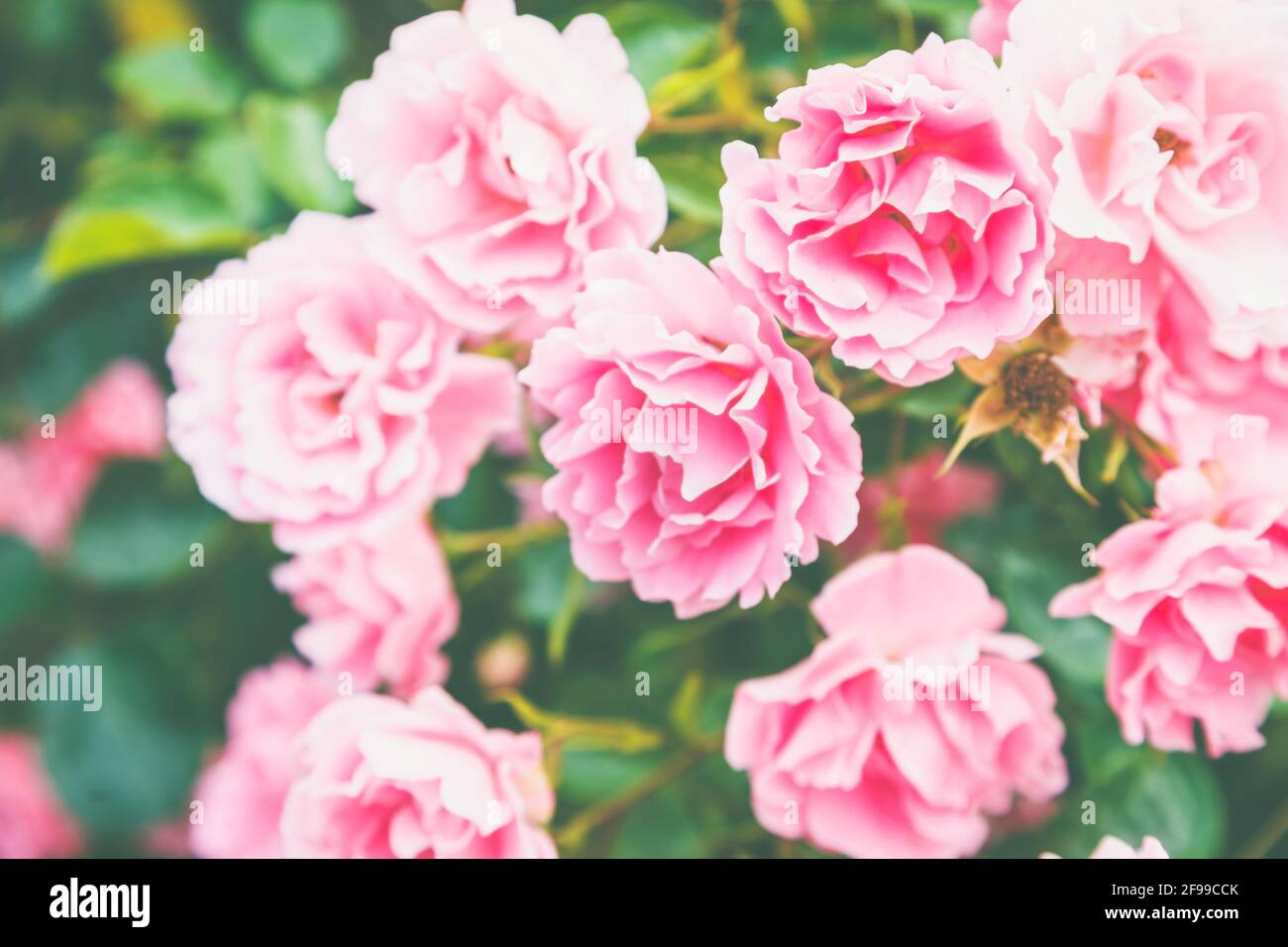 Petali di rosa - primo piano Foto Stock