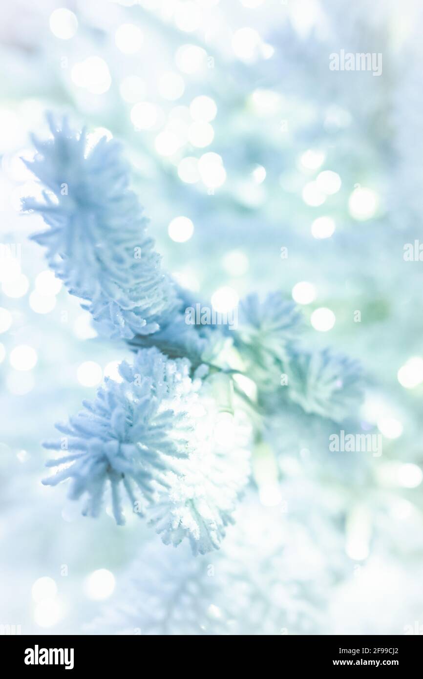 Un ramo di conifere, primo piano, con neve artificiale e un ambiente fresco per una decorazione di Natale Foto Stock