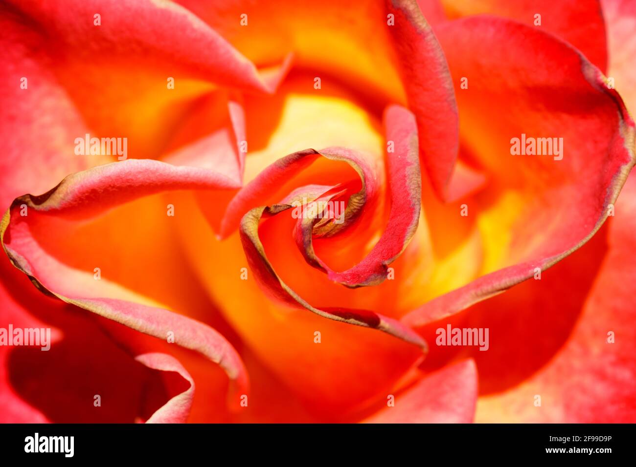 Rosa gialla con punte rosse in fiore alla primavera in California del Nord Foto Stock