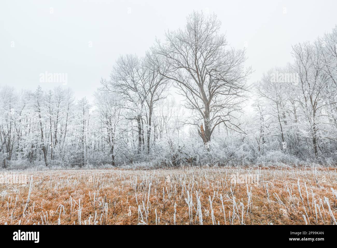 Albero coperto di neve nel paesaggio invernale. Prato asciutto e foggy mattina luce Foto Stock