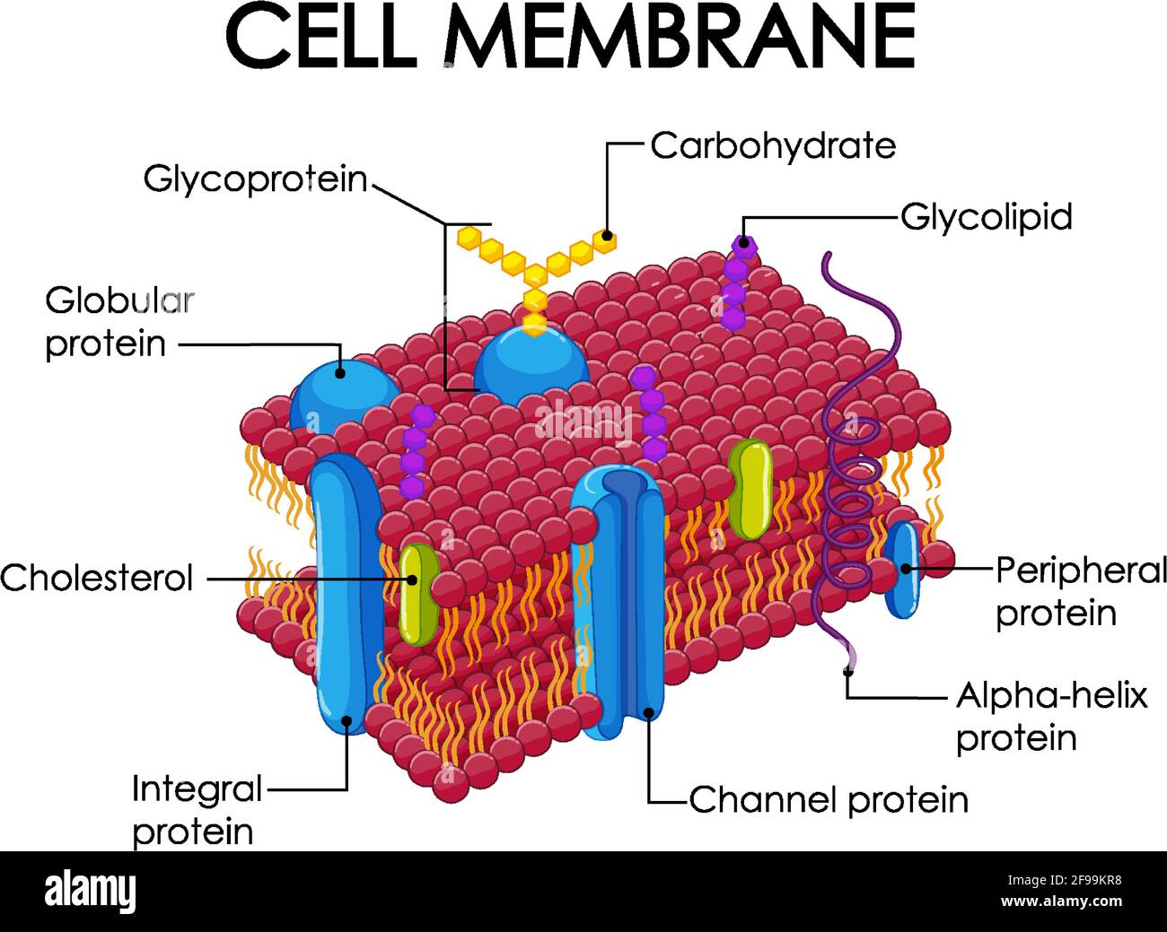 Vettori vettoriali della membrana plasmatica immagini e fotografie