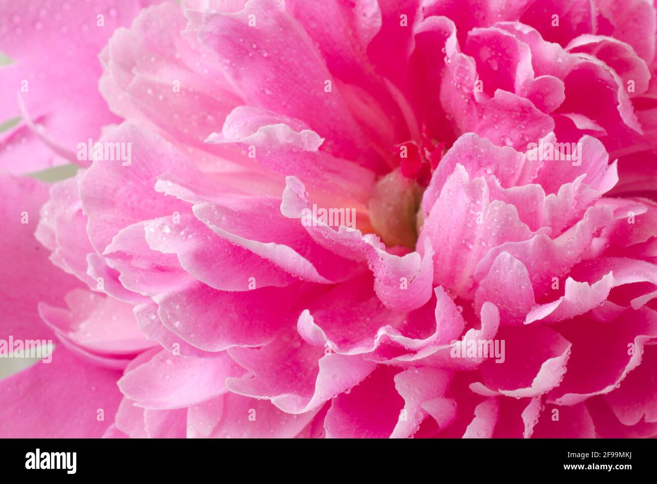 Pink Peony fine Art tessuti floreali naturali. Texture di foto ritratto. Digital Studio sfondo, ideale per le foto di famiglia carine, neonato atmosferico Foto Stock