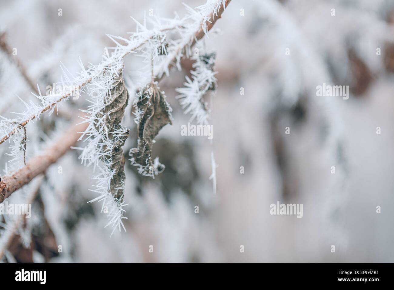Closeup astratto della natura invernale con sfondo sfocato. Fogliame invernale ghiacciato, clima freddo, dettagli della foresta di closeup naturale stagionale Foto Stock