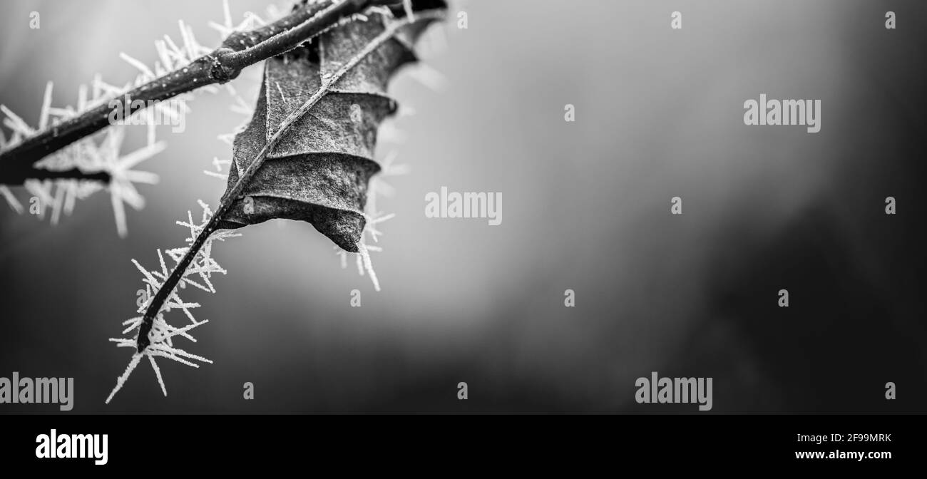 Brina bianca, appuntita e gelata sulla foglia di albero. Closeup invernale bianco e nero, sfondo artistico. Inverno freddo congelato natura macro banner natura Foto Stock